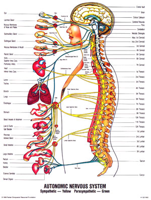 autonomic nervous system